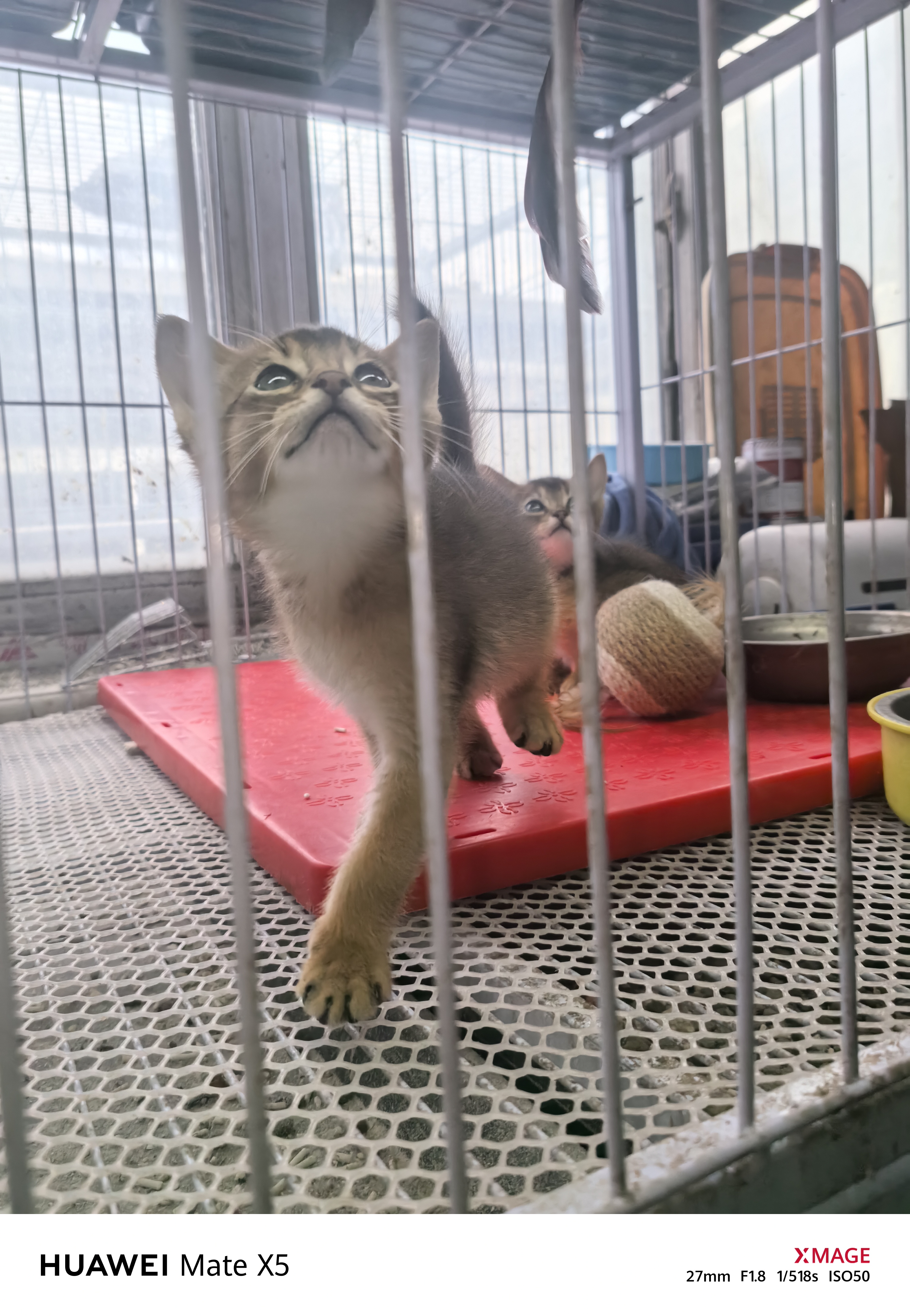 阿比西尼亚猫，三只小公